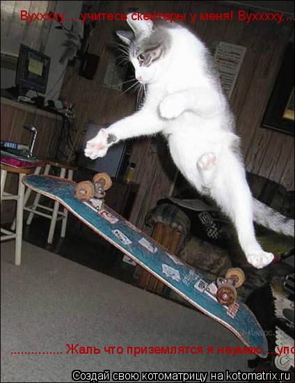 Котоматрица: Вухххху.....учитесь скейтеры у меня! Вухххху.... ............... Жаль что приземлятся я неумею....упс!