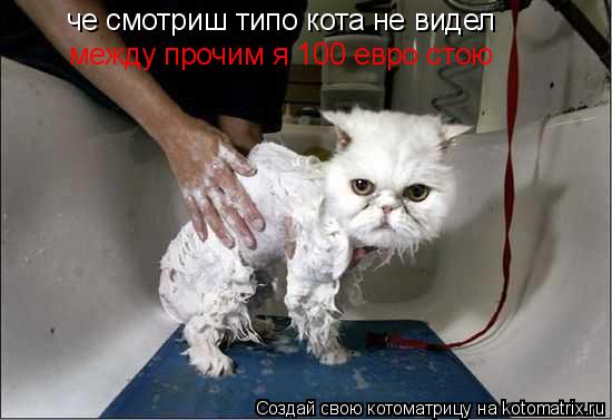 Котоматрица: че смотриш типо кота не видел между прочим я 100 евро стою
