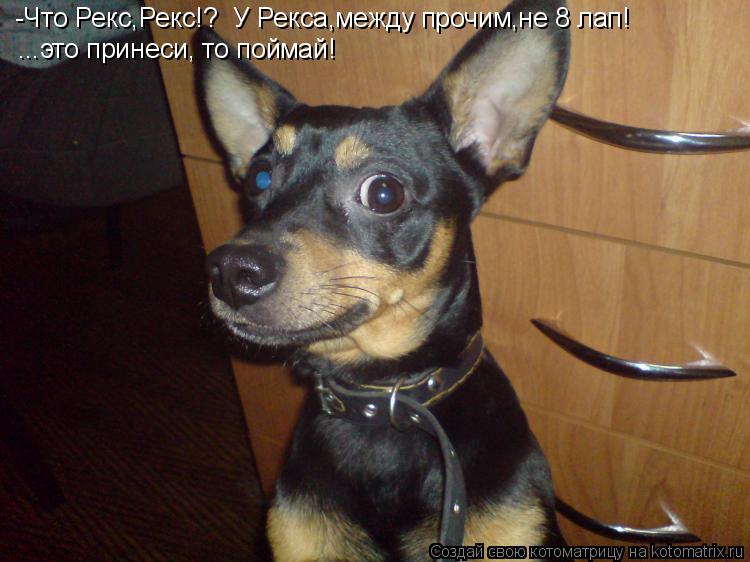 Котоматрица: -Что Рекс,Рекс!? У Рекса,между прочим,не 8 лап! ...это принеси, то поймай!