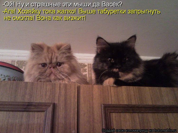 Котоматрица: -Ой! Ну и страшные эти мыши,да Васёк?  -Ага! Хозяйку тока жалко! Выше табуретки запрыгнуть  не смогла! Вона как визжит!