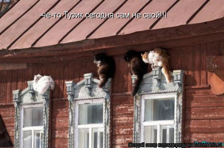 Котоматрица: -чё-то Тузик сегодня сам не свой!!!