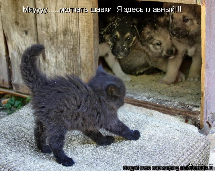 Котоматрица: Мяуууу......молчать шавки! Я здесь главный!!!
