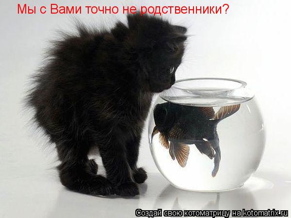 Котоматрица: Мы с Вами точно не родственники?