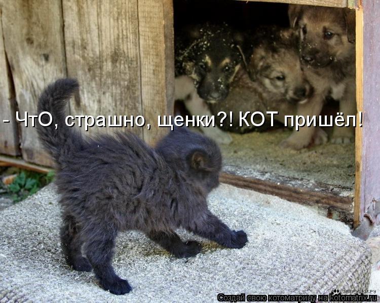 Котоматрица: - ЧтО, страшно, щенки?! КОТ пришёл!
