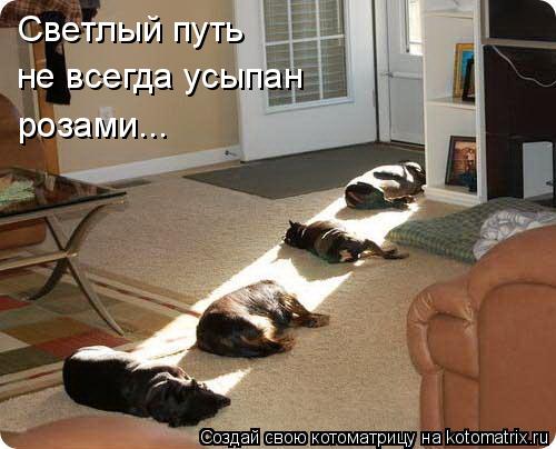 Котоматрица: Светлый путь не всегда усыпан розами...