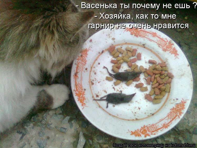 Котоматрица: - Васенька ты почему не ешь ? - Хозяйка, как то мне  гарнир не очень нравится