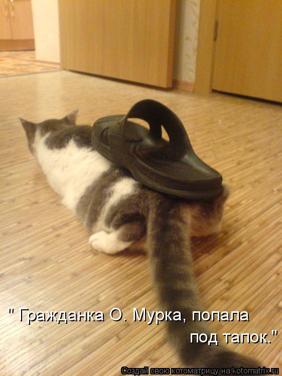Котоматрица: " Гражданка О. Мурка, попала под тапок."