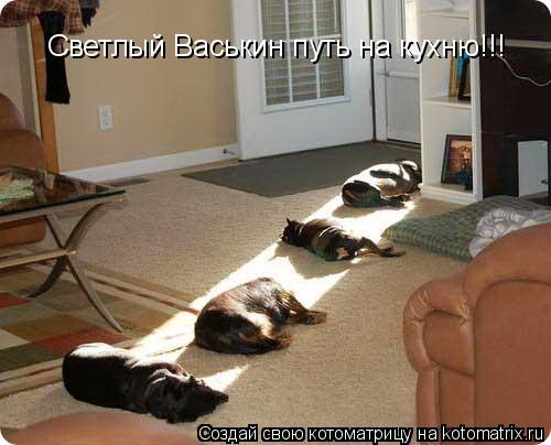Котоматрица: Светлый Васькин путь на кухню!!!