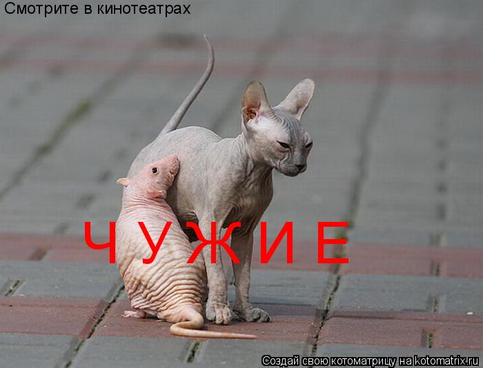 Котоматрица: Смотрите в кинотеатрах Ч У Ж И Е