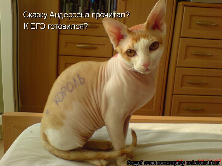 Котоматрица: Сказку Андерсена прочитал? К ЕГЭ готовился?