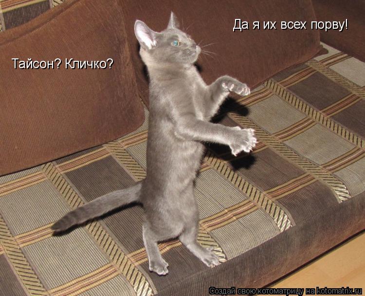 Котоматрица: Тайсон? Кличко? Да я их всех порву!