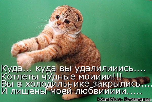 Куда... куда вы удалилииись.... Котлеты чУдные моииии!!! Вы в холодильнике закрылись...... И лишены м... Котоматрица: Куда... куда вы удалилииись.... Котлеты чУдные моииии!!! Вы в холодильнике закрылись...... И лишены моей любвиииии.....