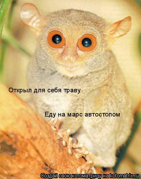 Котоматрица: Открыл для себя траву Еду на марс автостопом