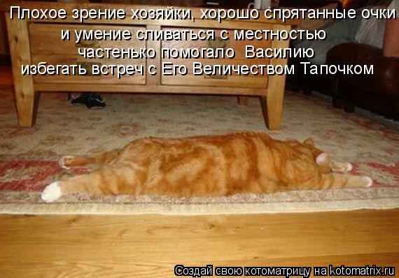 Котоматрица: Плохое зрение хозяйки, хорошо спрятанные очки и умение сливаться с местностью частенько помогало  Василию избегать встреч с Его Величеств