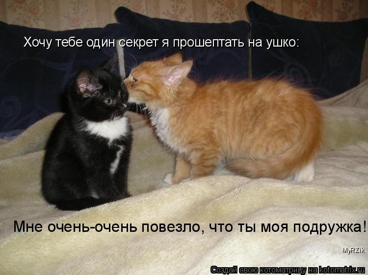 Котоматрица: Хочу тебе один секрет я прошептать на ушко: Мне очень-очень повезло, что ты моя подружка! MyRZik
