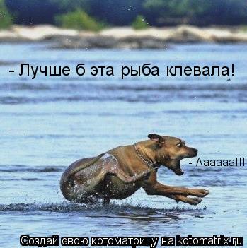 Котоматрица: - Аааааа!!! - Лучше б эта рыба клевала!