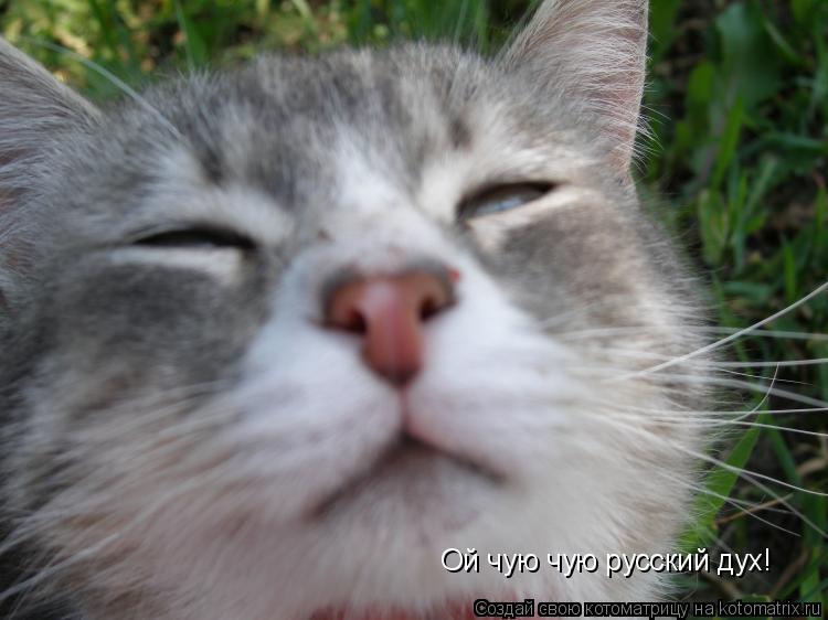 Котоматрица: Ой чую чую русский дух!