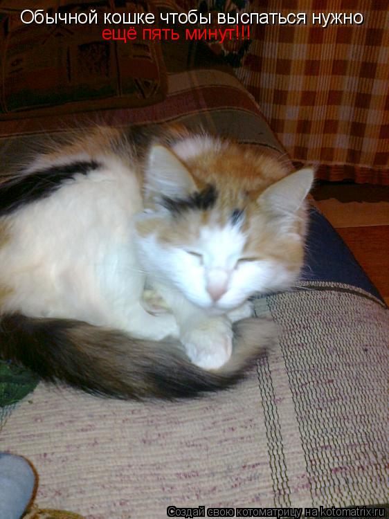 Котоматрица: Обычной кошке чтобы выспаться нужно ещё пять минут!!!