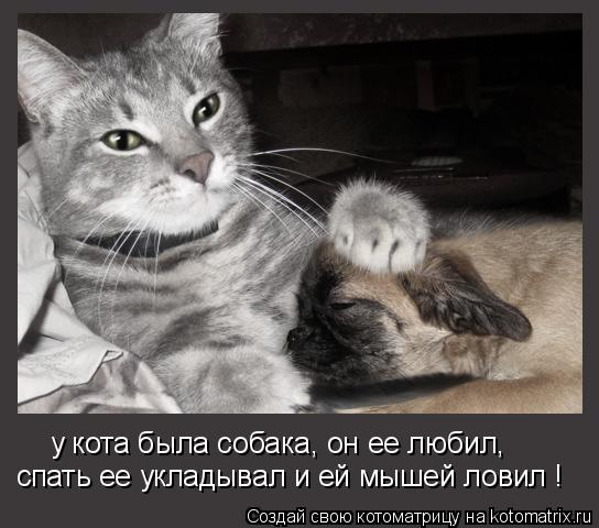 у кота была собака, он ее любил, спать ее укладывал и ей мышей ловил !... Котоматрица: у кота была собака, он ее любил, спать ее укладывал и ей мышей ловил !