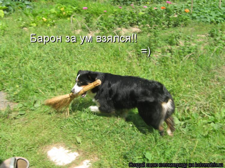 Барон за ум взялся!! =)... Котоматрица: Барон за ум взялся!! =)