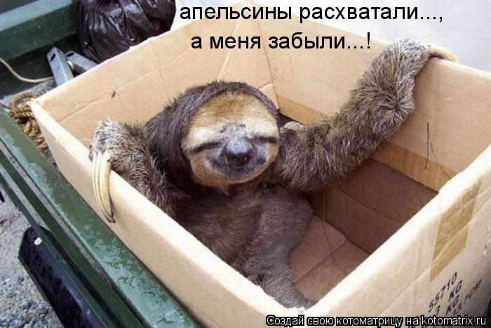 Котоматрица: апельсины расхватали..., а меня забыли...!