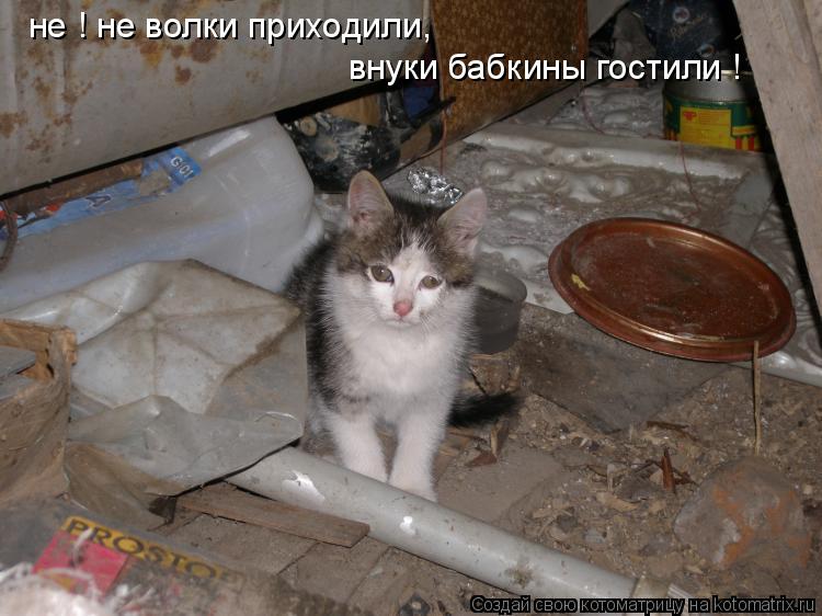 Котоматрица: не ! не волки приходили, внуки бабкины гостили !