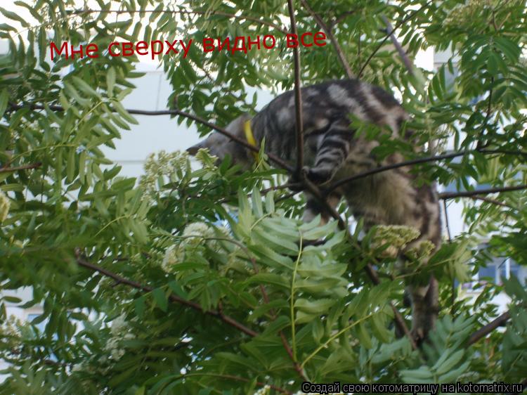 Мне сверху видно все... Котоматрица: Мне сверху видно все