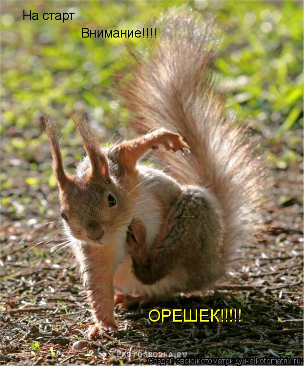 Котоматрица: На старт Внимание!!!! ОРЕШЕК!!!!!