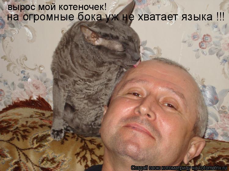вырос мой котеночек! на огромные бока уж не хватает языка !!!... Котоматрица: вырос мой котеночек! на огромные бока уж не хватает языка !!!