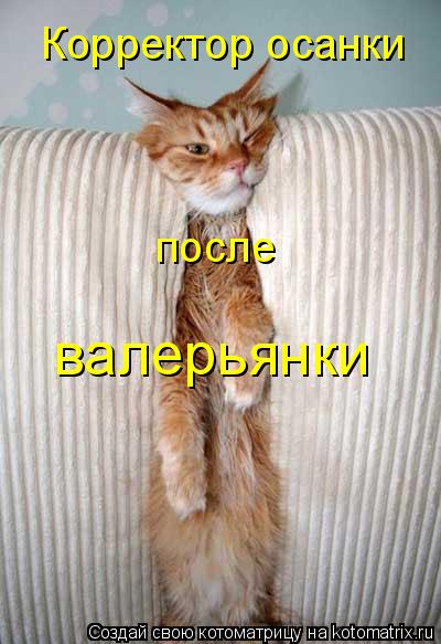 Котоматрица: Корректор осанки после  валерьянки