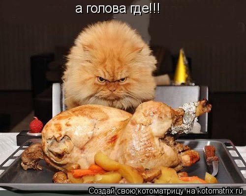 а голова где!!!... Котоматрица: а голова где!!!