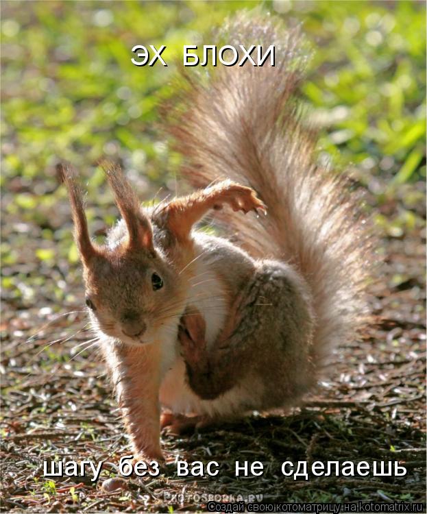 Котоматрица: ЭХ  БЛОХИ шагу  без  вас  не  сделаешь