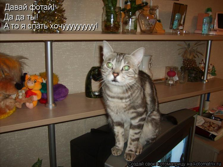 Котоматрица: Давай фотай! Да да ты! А то я спать хочууууууууу!