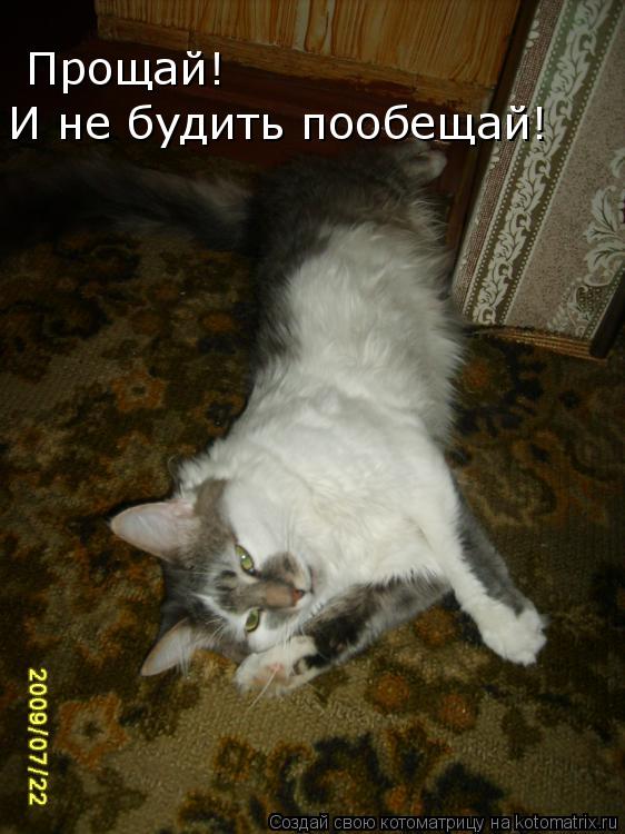 Котоматрица: Прощай!  И не будить пообещай!