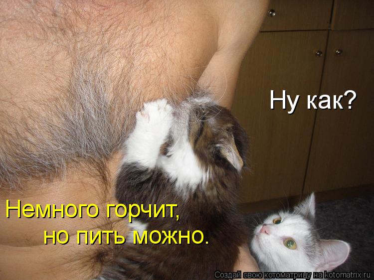 Котоматрица: Ну как? Немного горчит,  но пить можно.
