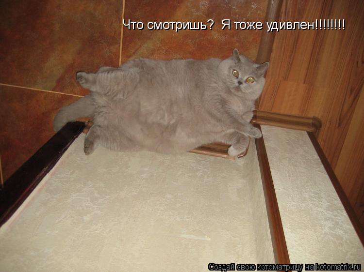 Котоматрица: Что смотришь?  Я тоже удивлен!!!!!!!!