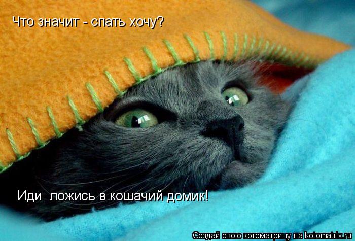 Котоматрица: Что значит - спать хочу? Иди  ложись в кошачий домик!