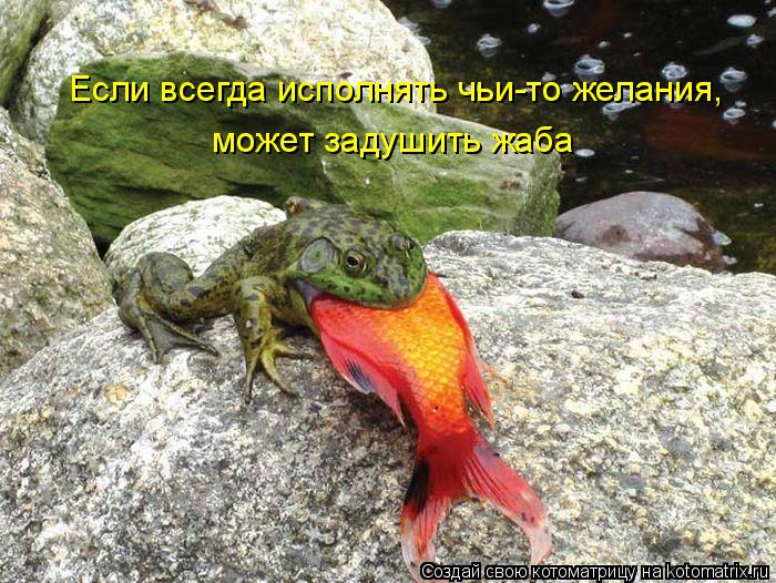 Котоматрица: Если всегда исполнять чьи-то желания, может задушить жаба