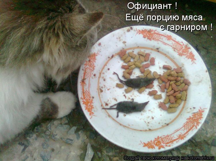Котоматрица: Официант ! Ещё порцию мяса  с гарниром !