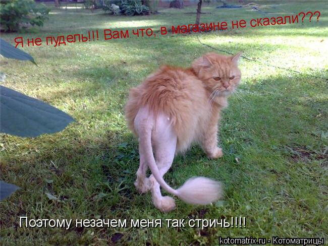 Котоматрица: Я не пудель!!! Вам что, в магазине не сказали??? Поэтому незачем меня так стричь!!!!