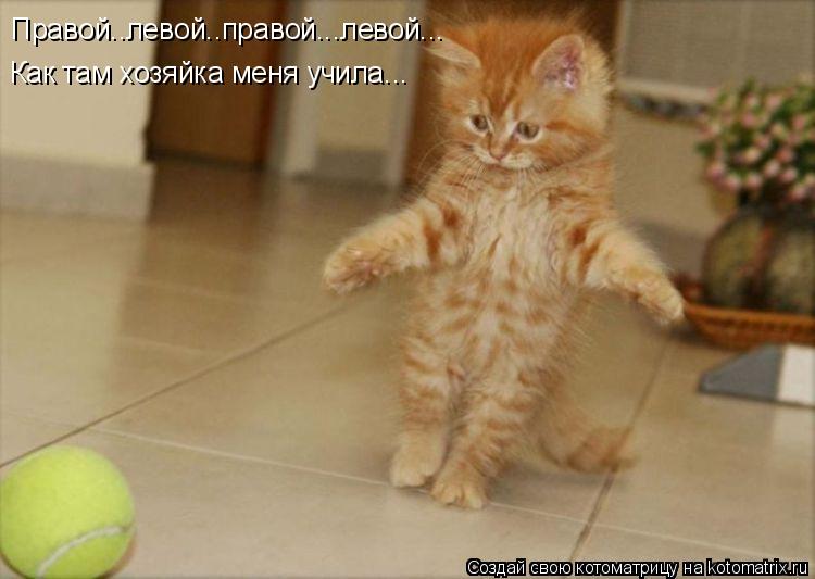 Котоматрица: Правой..левой..правой...левой... Как там хозяйка меня учила...