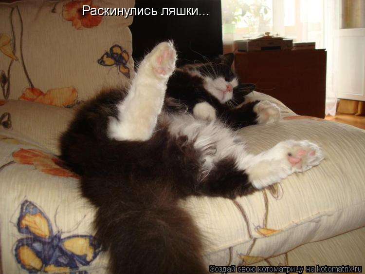 Котоматрица: Раскинулись ляшки...