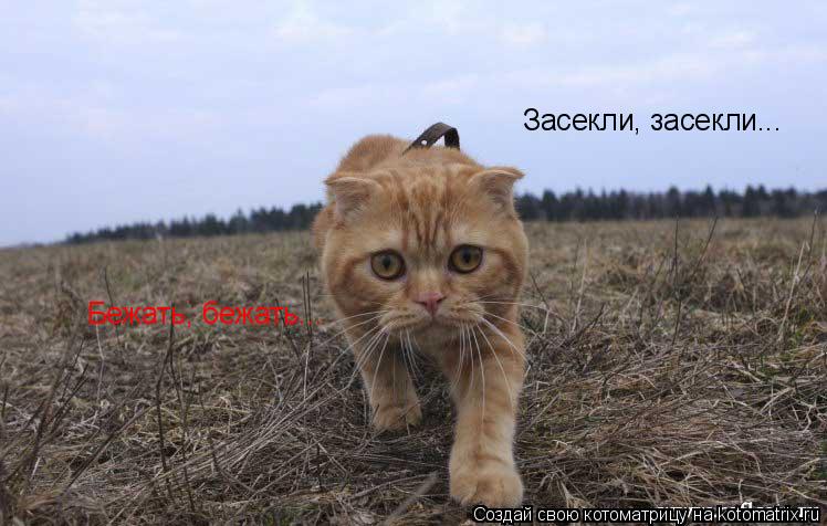 Котоматрица: Засекли, засекли... Бежать, бежать...