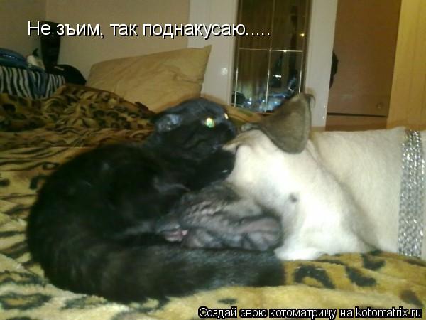 Котоматрица: Не зъим, так поднакусаю.....