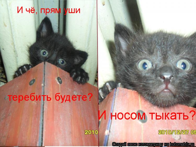 Котоматрица: И чё, прям уши теребить будете? И носом тыкать?
