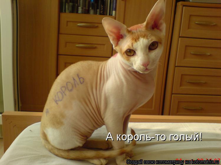 Котоматрица: А король-то голый!