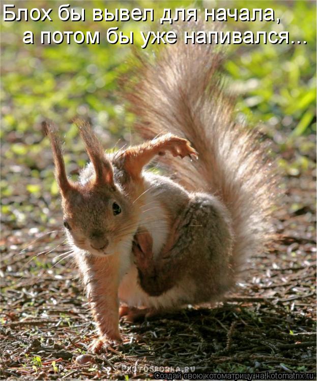 Котоматрица: Блох бы вывел для начала, а потом бы уже напивался...
