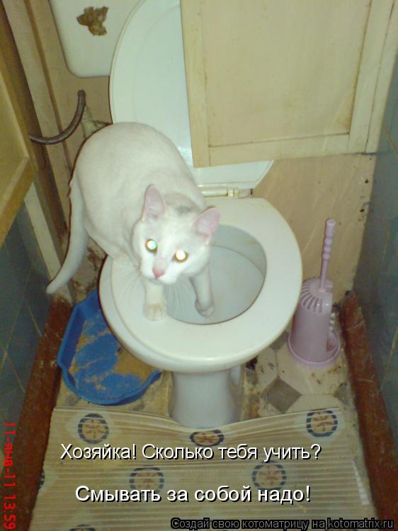 Котоматрица: Хозяйка! Сколько тебя учить? Смывать за собой надо!