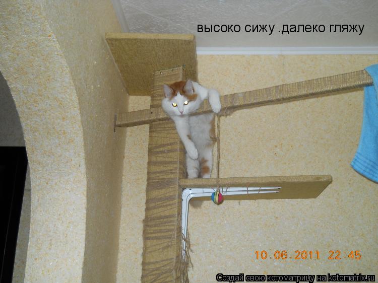 Котоматрица: высоко сижу .далеко гляжу