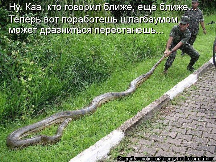 Котоматрица: Ну, Каа, кто говорил ближе, еще ближе... Теперь вот поработешь шлагбаумом,  может дразниться перестанешь...